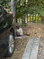 Found/Stray Male Cat last seen Haven Ave, Rancho Cucamonga, CA 91764