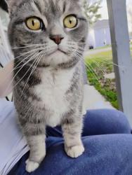 Found/Stray Female Cat last seen Hamilton and Wilson 37604, Johnson City, TN 37604