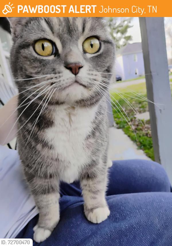 Found/Stray Female Cat last seen Hamilton and Wilson 37604, Johnson City, TN 37604