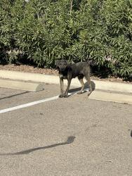 Found/Stray Female Dog last seen Building 9 , El Paso, TX 79938