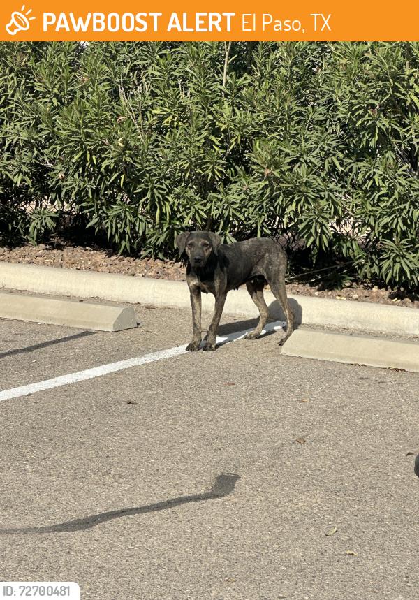 Found/Stray Female Dog last seen Building 9 , El Paso, TX 79938