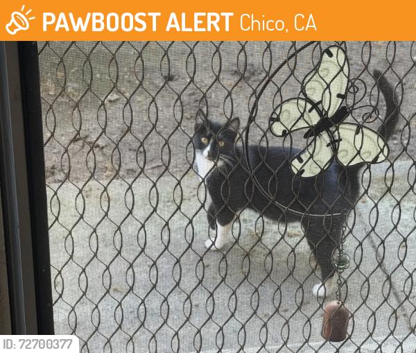 Found/Stray Unknown Cat last seen 8th Street and Vista Verde, Chico, CA 95928