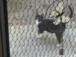 Found/Stray Unknown Cat last seen 8th Street and Vista Verde, Chico, CA 95928
