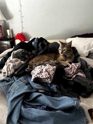 Lost Female Cat last seen Royse city near 30. Across 30 from the wal mart., Royse City, TX 75189