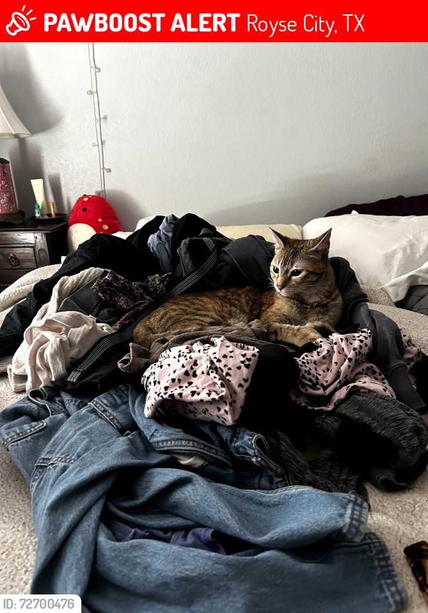 Lost Female Cat last seen Royse city near 30. Across 30 from the wal mart., Royse City, TX 75189