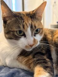Lost Female Cat last seen Wood Ave/Gentry, Clearwater, FL 33755