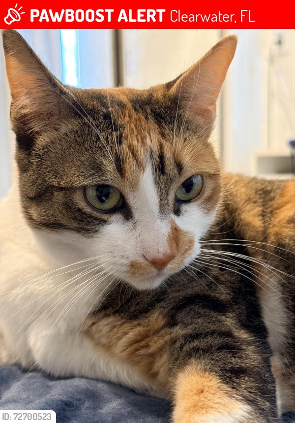 Lost Female Cat last seen Wood Ave/Gentry, Clearwater, FL 33755