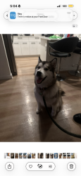 Lost Female Dog last seen Near nw 54 th street 33127, Miami, FL 33127