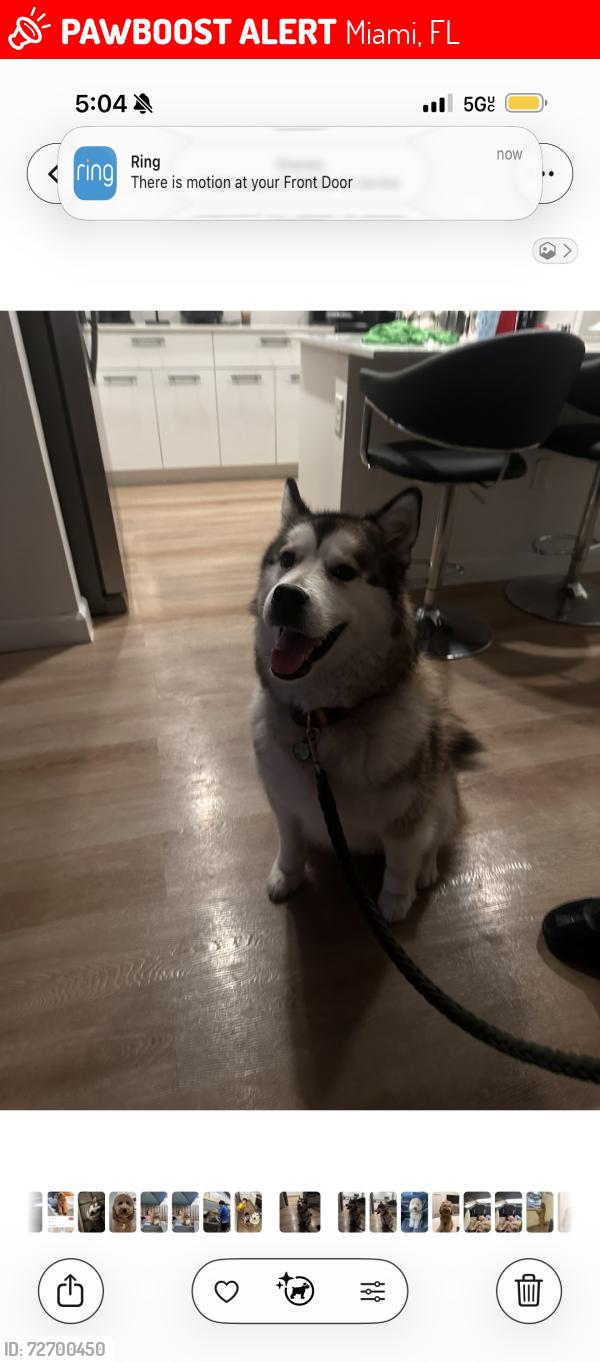 Lost Female Dog last seen Near nw 54 th street 33127, Miami, FL 33127
