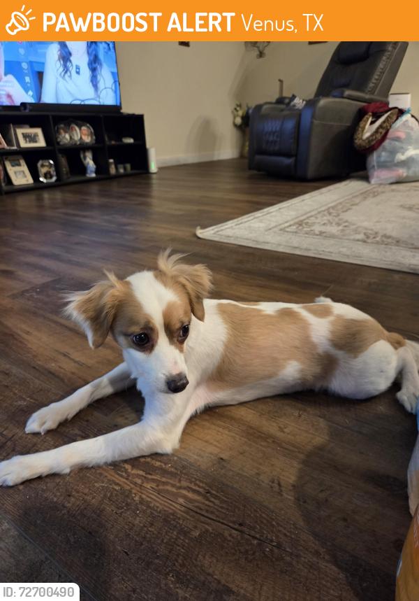 Found/Stray Male Dog last seen Near  close to VV Jone, Venus, TX 76084