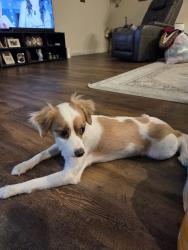 Found/Stray Male Dog last seen Near  close to VV Jone, Venus, TX 76084