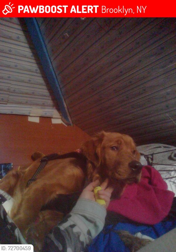 Lost Male Dog last seen Brighton 5th between ocean view And neptune avenue, Brooklyn, NY 11235