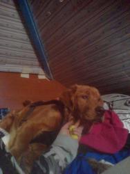 Lost Male Dog last seen Brighton 5th between ocean view And neptune avenue, Brooklyn, NY 11235