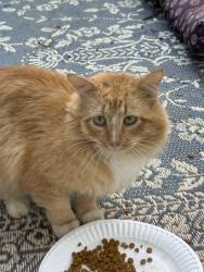 Found/Stray Unknown Cat last seen Lineberry and Trailwood hills , Raleigh, NC 27603
