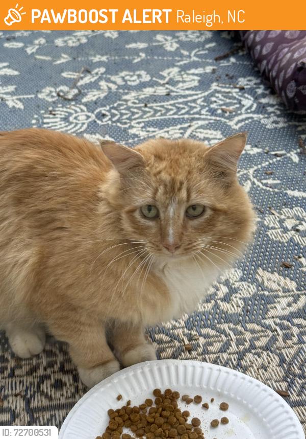 Found/Stray Unknown Cat last seen Lineberry and Trailwood hills , Raleigh, NC 27603
