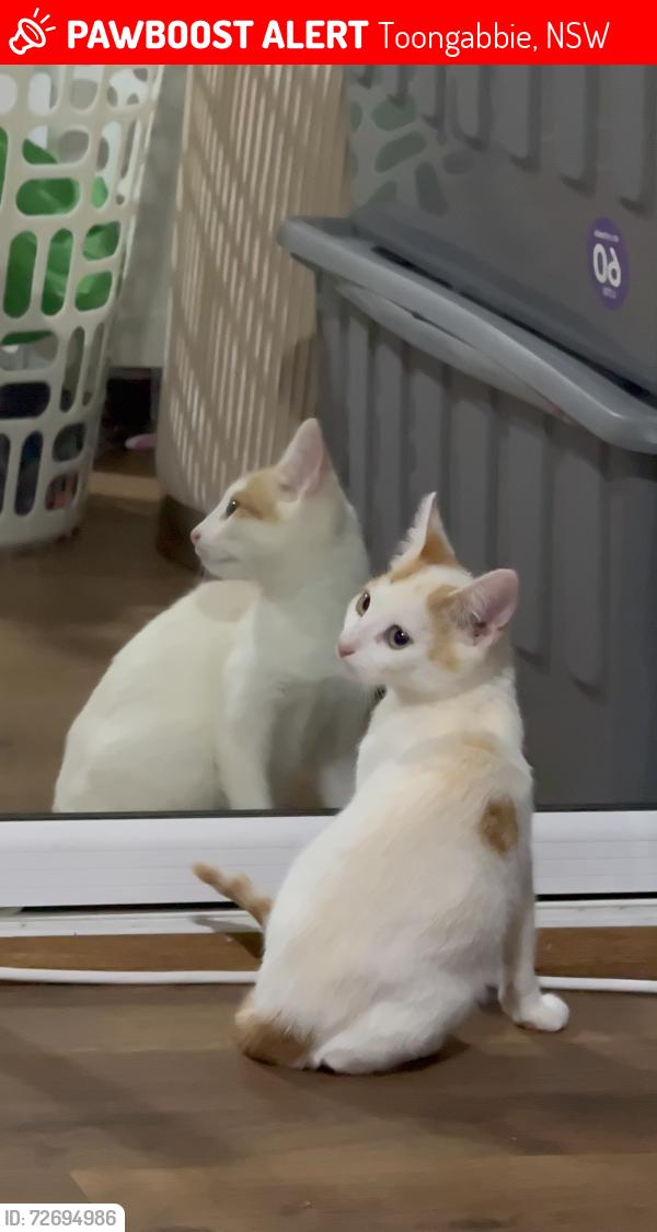 Lost Male Cat last seen Metella Road, near C3 Church and Toongabbie Christian College and possibly near Cornelia Road intersection of Best Road, Toongabbie, NSW 2146
