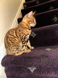 Lost Male Cat last seen Ernest Street, Greater London, England E1 4LS