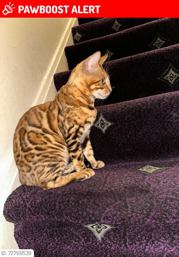 Lost Male Cat last seen Ernest Street, Greater London, England E1 4LS