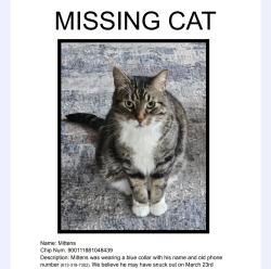 Lost Male Cat last seen Charlesworth Edmonton, Southeast, Edmonton, AB 