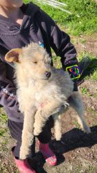 Lost Female Dog last seen 34th Street North Highlands , North Highlands, CA 95660