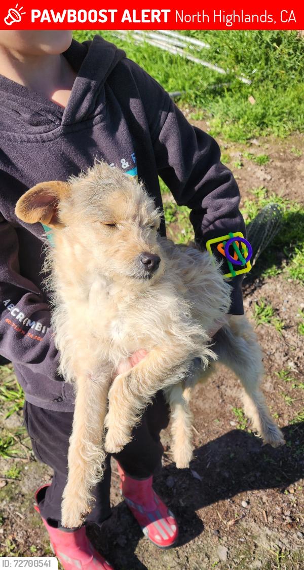 Lost Female Dog last seen 34th Street North Highlands , North Highlands, CA 95660