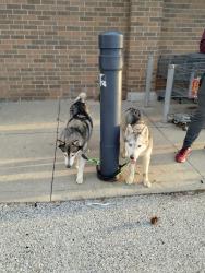 Lost Unknown Dog last seen Irvington area , Indianapolis, IN 46219