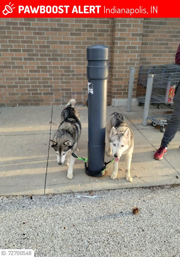 Lost Unknown Dog last seen Irvington area , Indianapolis, IN 46219