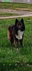 Found/Stray Male Dog last seen Strader, Louisville, KY 40215
