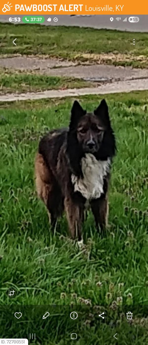 Found/Stray Male Dog last seen Strader, Louisville, KY 40215
