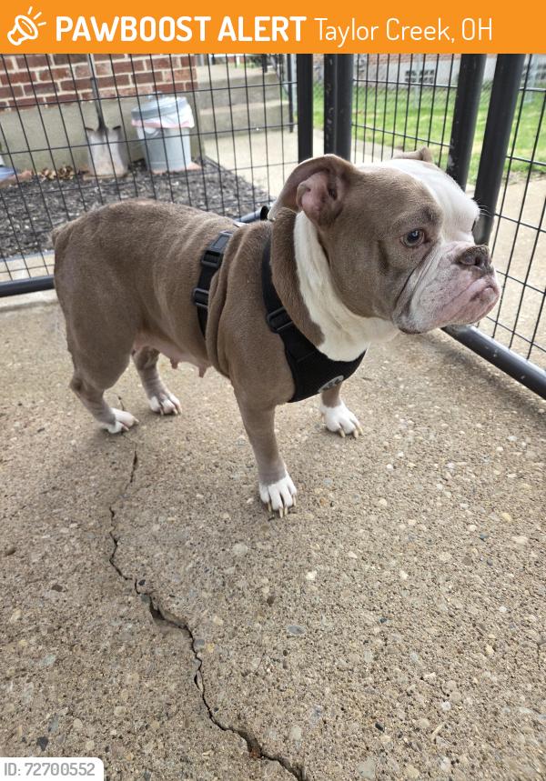 Found/Stray Female Dog last seen Blue Rock Park , Taylor Creek, OH 45247