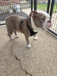 Found/Stray Female Dog last seen Blue Rock Park , Taylor Creek, OH 45247