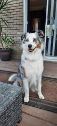 Lost Female Dog last seen Boulevard Harwood, Vaudreuil-Dorion, QC 