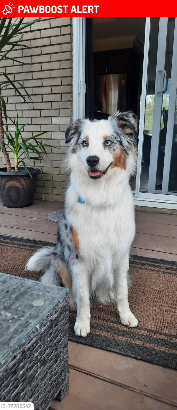 Lost Female Dog last seen Boulevard Harwood, Vaudreuil-Dorion, QC 