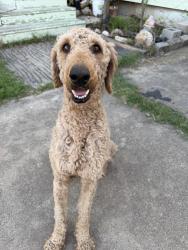 Found/Stray Male Dog last seen Nolan ridge dr Cleburne , Cleburne, TX 76033