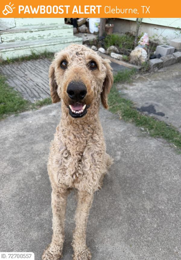 Found/Stray Male Dog last seen Nolan ridge dr Cleburne , Cleburne, TX 76033