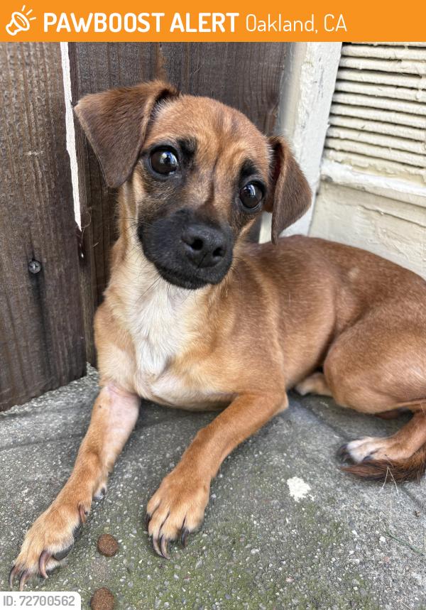 Found/Stray Female Dog last seen 14th St at Magnolia, Oakland, CA 94607