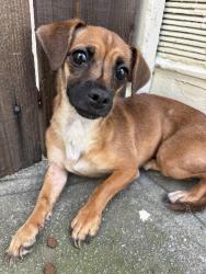 Found/Stray Female Dog last seen 14th St at Magnolia, Oakland, CA 94607