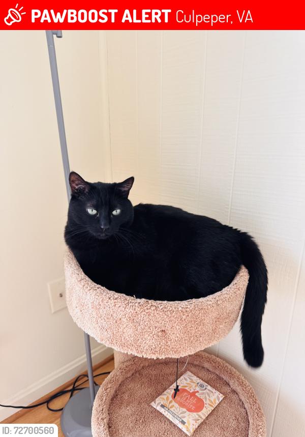 Lost Male Cat last seen UVA hosp Culpeper Virginia, Culpeper, VA 22701