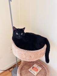 Lost Male Cat last seen UVA hosp Culpeper Virginia, Culpeper, VA 22701