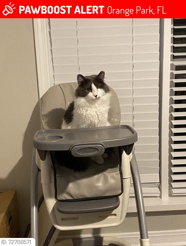 Lost Male Cat last seen Near William Ellery Orange park , Orange Park, FL 32073