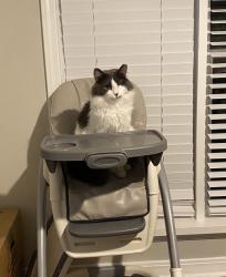 Lost Male Cat last seen Near William Ellery Orange park , Orange Park, FL 32073