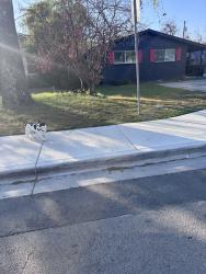Found/Stray Unknown Dog last seen Houston and Woodrow, Austin, TX 78756