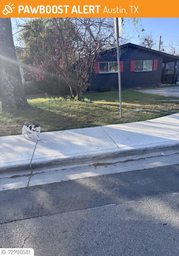 Found/Stray Unknown Dog last seen Houston and Woodrow, Austin, TX 78756