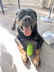 Found/Stray Male Dog last seen Near / West Parmer / McNeil area, Austin, TX 78727