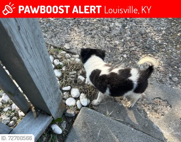 Lost Male Dog last seen Garland, greenwood and Kentucky , Louisville, KY 40211