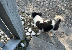 Lost Male Dog last seen Garland, greenwood and Kentucky , Louisville, KY 40211
