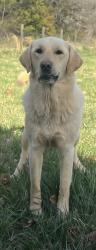 Lost Male Dog last seen Near Holman Mill Rd, Farmville, VA 23901