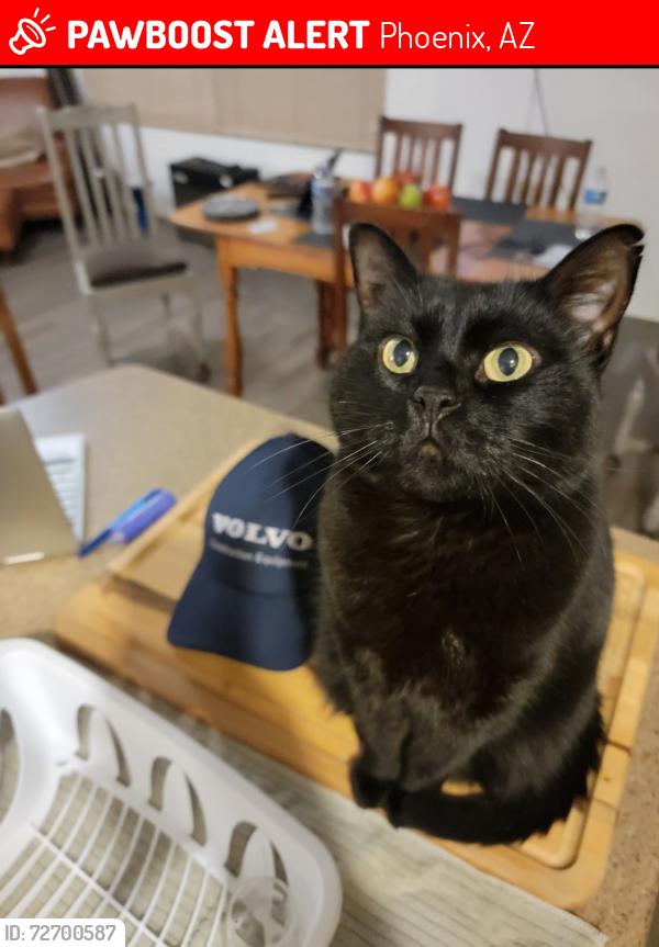 Lost Female Cat last seen 10th pl and Indian school , Phoenix, AZ 85014