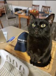 Lost Female Cat last seen 10th pl and Indian school , Phoenix, AZ 85014