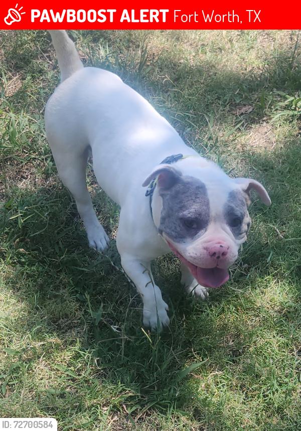 Lost Male Dog last seen 834-850 E Felix St, Fort Worth, TX 76115, Fort Worth, TX 76115